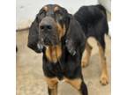 Adopt Kepler a Bloodhound