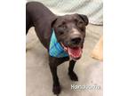 Adopt Handsome a Labrador Retriever