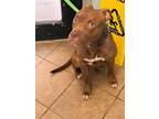Adopt Tyson a Pit Bull Terrier