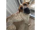 Adopt Jumanji a Shar-Pei