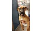 Adopt Tuck (y) a Pit Bull Terrier