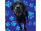 Adopt Wally a Rottweiler, Australian Shepherd
