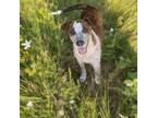 Adopt Alan a Australian Cattle Dog / Blue Heeler, Pit Bull Terrier