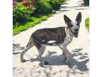 Adopt joe diffy a Australian Cattle Dog / Blue Heeler, Pit Bull Terrier