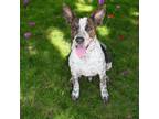 Adopt Garth a Australian Cattle Dog / Blue Heeler, Pit Bull Terrier