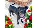 Adopt AJ a Pit Bull Terrier