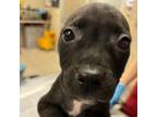 Adopt Benson a Labrador Retriever