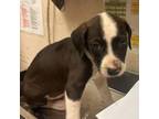 Adopt Henry a Labrador Retriever