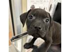 Adopt Buster a Labrador Retriever