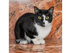 Adopt Louie a Domestic Short Hair