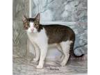 Adopt Archie a Domestic Short Hair