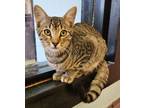 Adopt Toby a Domestic Short Hair
