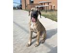 Adopt Mouse a Black Mouth Cur, Mixed Breed