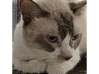 Adopt Taco King a Domestic Short Hair