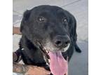 Adopt Bear a Black Labrador Retriever