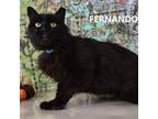 Adopt Fernando a Domestic Medium Hair