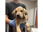 Adopt Beaver a Mixed Breed