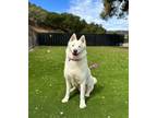 Adopt Max a Siberian Husky