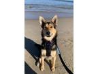 Adopt Flash a German Shepherd Dog