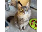 Adopt Blue a Domestic Long Hair