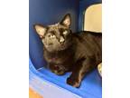 Adopt Throttle a Domestic Short Hair