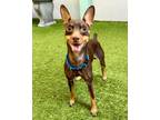 Adopt Gary a Miniature Pinscher