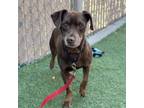 Adopt Tex Mex a Miniature Pinscher