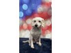 Adopt Loki a Poodle