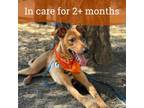 Adopt Dino a Hound