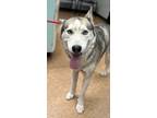 Adopt Lobo a Husky, Mixed Breed