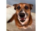 Adopt Reddington a Cattle Dog, Mixed Breed