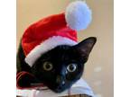 Adopt Radar a Domestic Medium Hair