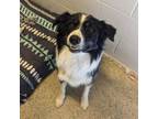 Adopt S23-4959 a Border Collie