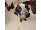 Adopt C50-7361 a Mixed Breed