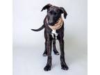 Adopt Jax (D23-2981) a Plott Hound