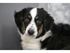 Adopt Dipper a Australian Shepherd