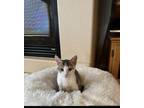 Adopt Quikkit a Domestic Short Hair
