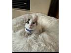 Adopt Quakers a Domestic Short Hair