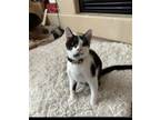 Adopt Quassim a Domestic Short Hair