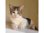 Adopt Linus Houston a Domestic Short Hair