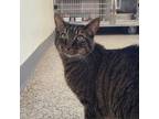 Adopt Luva a Domestic Short Hair