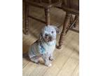 Adopt Coco Puff a Poodle