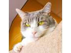 Adopt Buddy a Domestic Short Hair