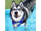 Adopt Kylo a Siberian Husky, Mixed Breed
