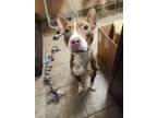 Adopt Alfie a American Staffordshire Terrier, Mixed Breed