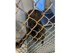 Adopt Herman a American Staffordshire Terrier, Mixed Breed