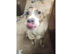 Adopt Kermit a American Staffordshire Terrier, Mixed Breed