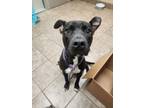 Adopt Oreo a Pit Bull Terrier, Mixed Breed