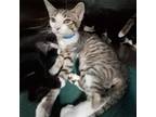 Adopt Smith a Domestic Short Hair