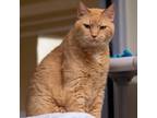 Adopt Lemondrop a Domestic Short Hair